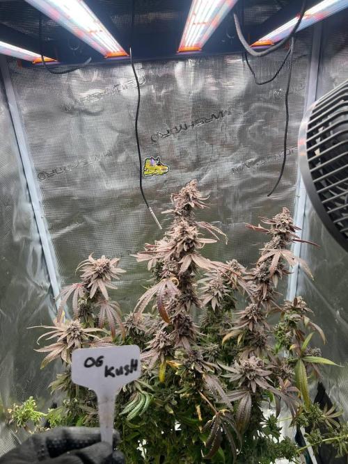 OG Kush. Week 11