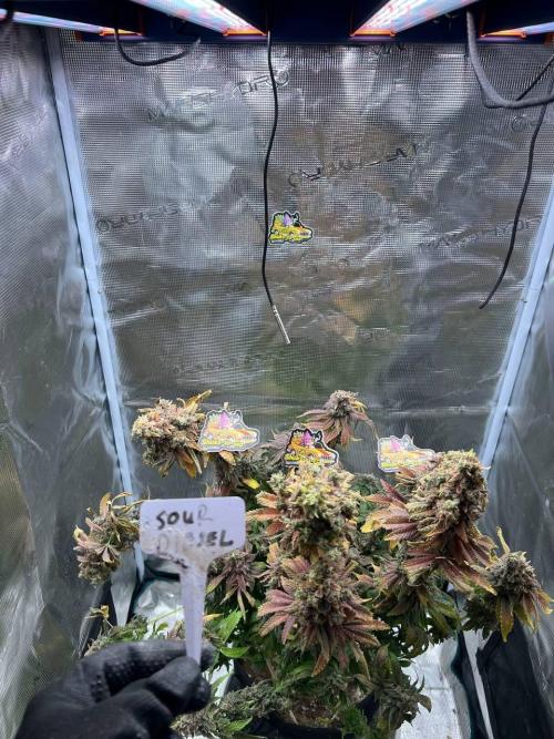 Sour Diesel. Week 10