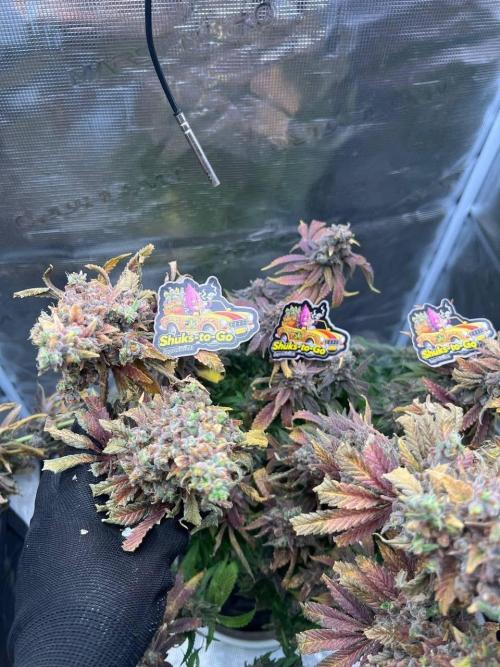 Sour Diesel. Week 10