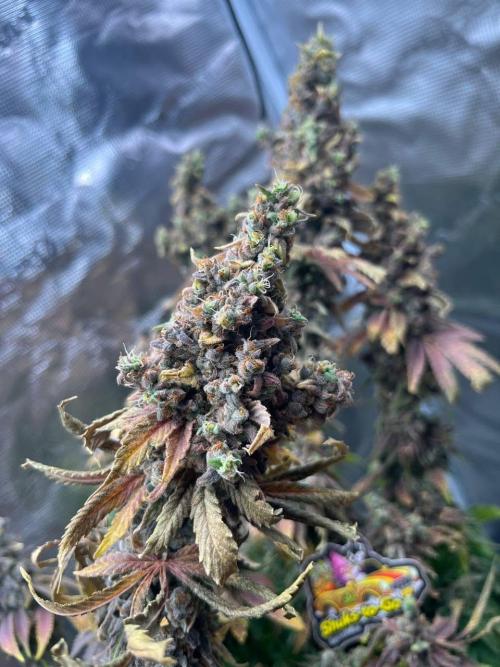 Sour Diesel. Week 10