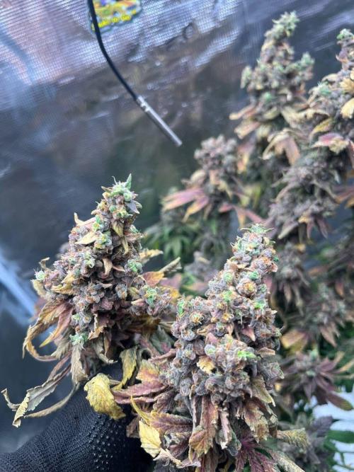 Sour Diesel. Week 10