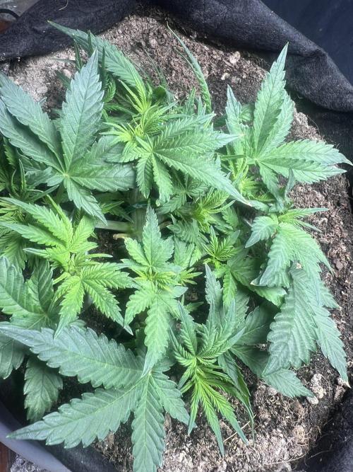 Pound Cake Auto. Week 4