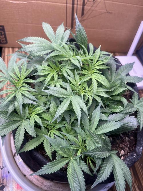Pound Cake Auto. Week 5