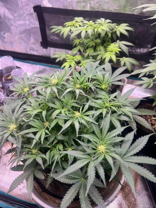 My 2nd auto. Week 6