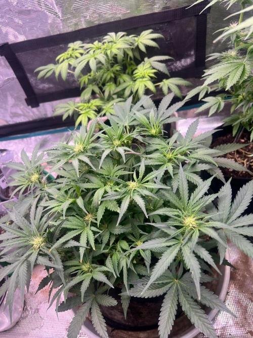 My 2nd auto. Week 6
