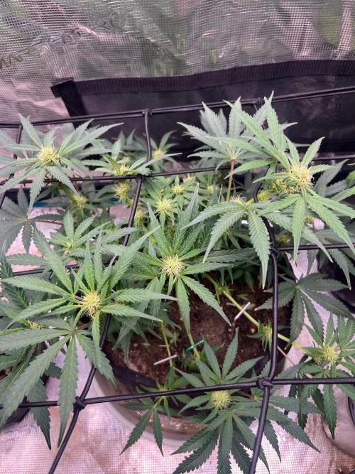 My 2nd auto. Week 7