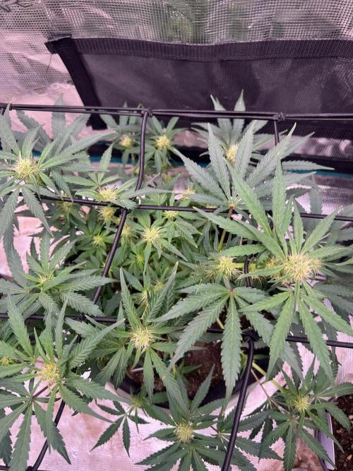My 2nd auto. Week 7