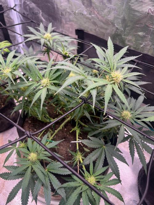 My 2nd auto. Week 7