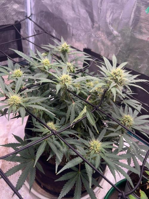 My 2nd auto. Week 8