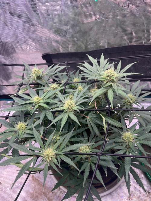 Pound Cake Auto. Week 8