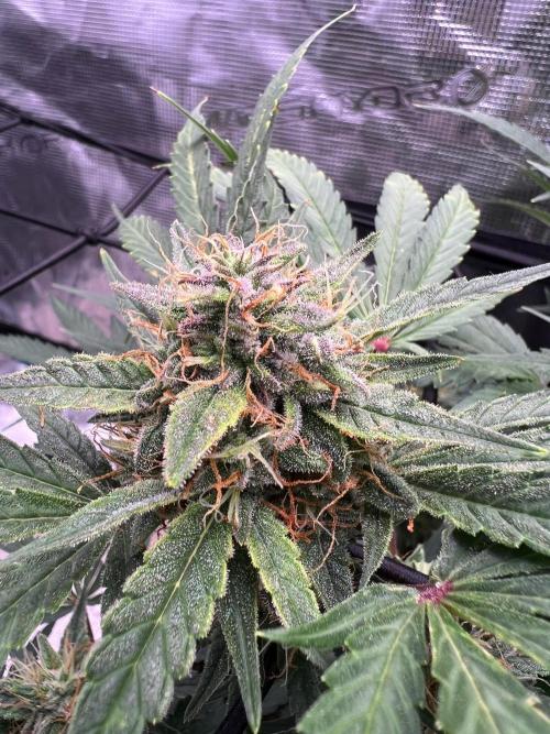My 2nd auto. Week 9
