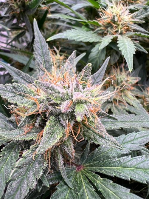 My 2nd auto. Week 9