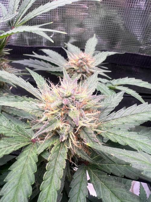 My 2nd auto. Week 10