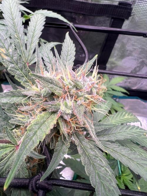 My 2nd auto. Week 10