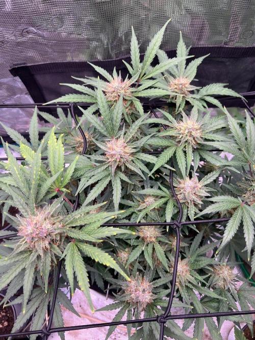 My 2nd auto. Week 10