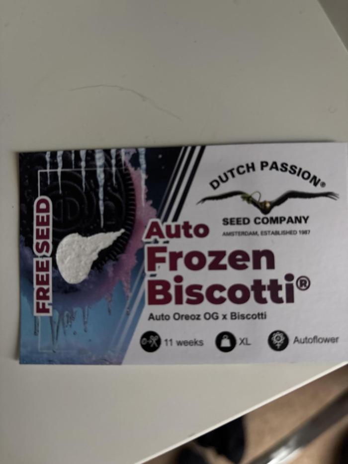Frozen Biscotti auto. Week 0 - Klíčení trvalo 3 dny