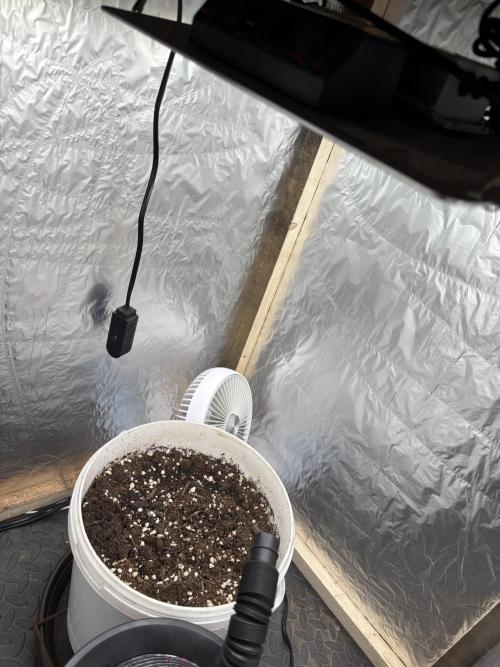 Frozen Biscotti auto. Week 1