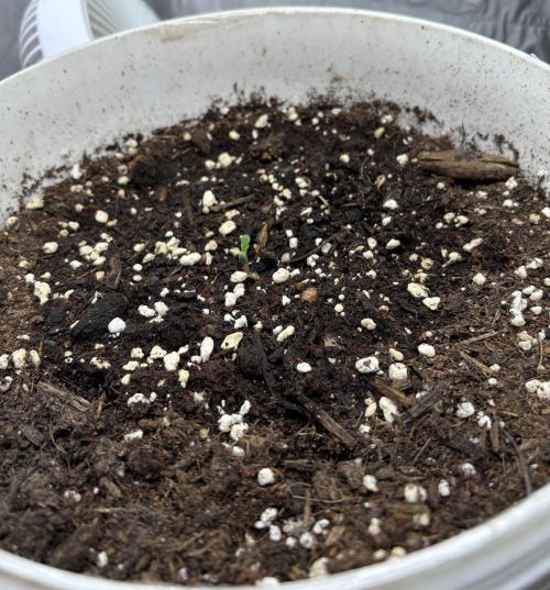 Frozen Biscotti auto. Week 1