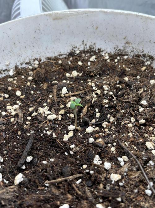 Frozen Biscotti auto. Week 1