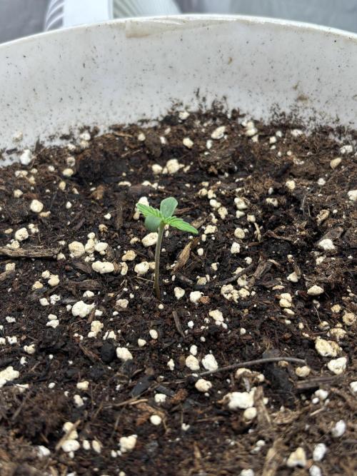 Frozen Biscotti auto. Week 1