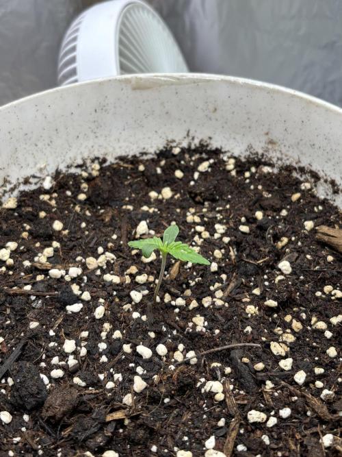 Frozen Biscotti auto. Week 1