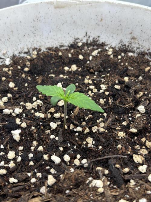 Frozen Biscotti auto. Week 1