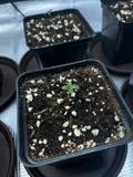 Watermelon. Week 0