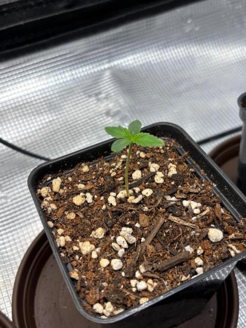 Watermelon Fotoperioda - AN. Week 0