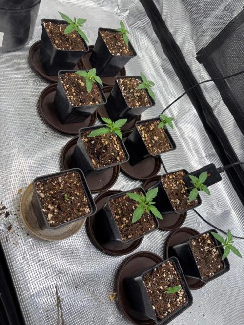 Watermelon Fotoperioda - AN. Week 1