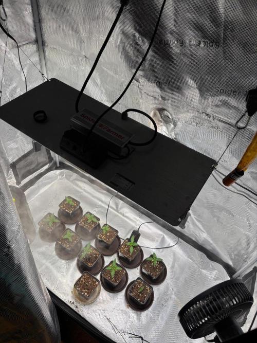Watermelon. Week 1