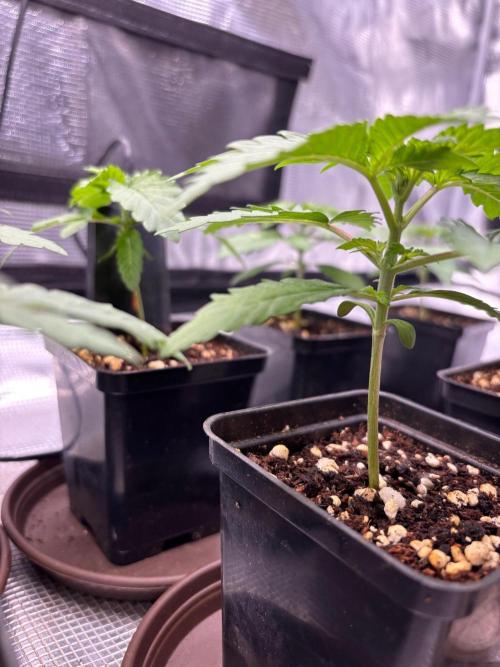 Watermelon. Week 2