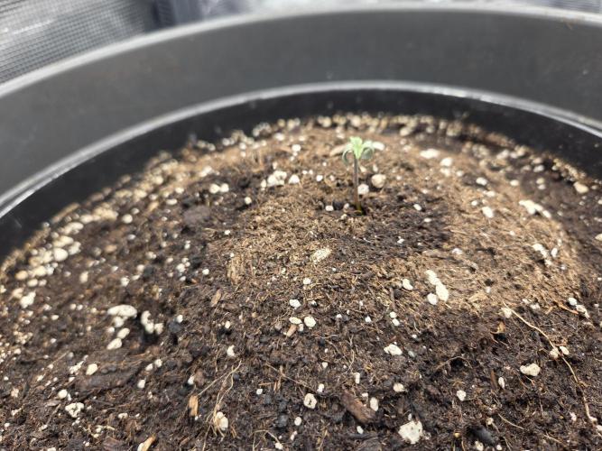 Strawberry gorilla auto. Week 0 - Strawberry gorilla auto #2
Planted on 10/12/25