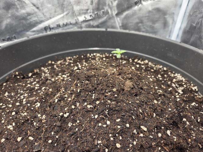 Strawberry gorilla auto. Week 0 - Strawberry gorilla auto #1
Planted on 8/12/25