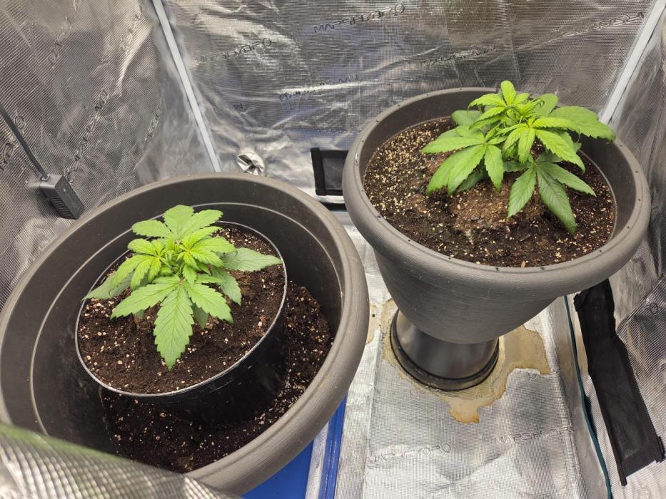 Strawberry gorilla auto. Week 2