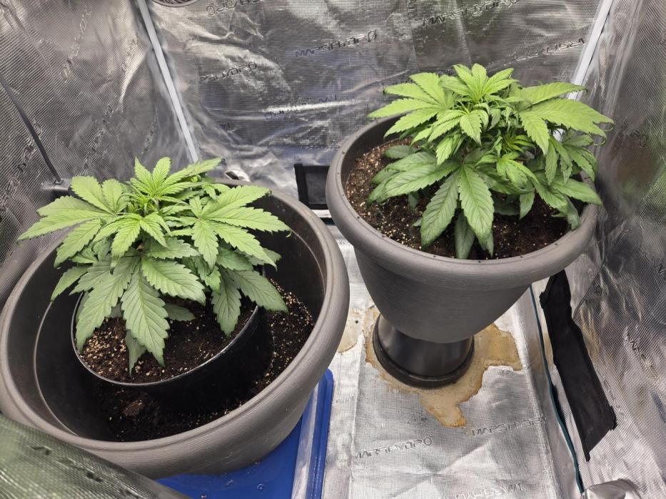 Strawberry gorilla auto. Week 3