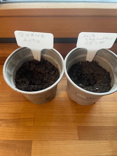 Neue Kreation. Week 0 - beide in Easyplugs in meine mit Kokos angereicherte Gartenerde. Mein Tip 11.2 