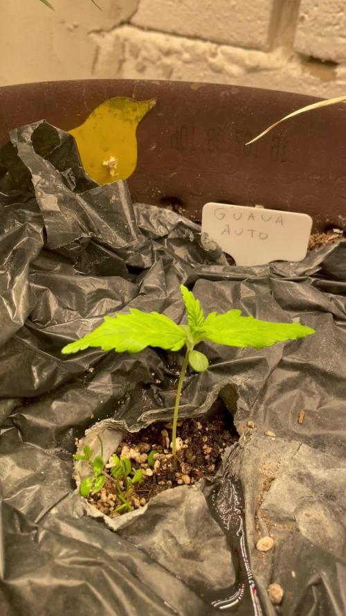 This diary docu.. my new strain creatio