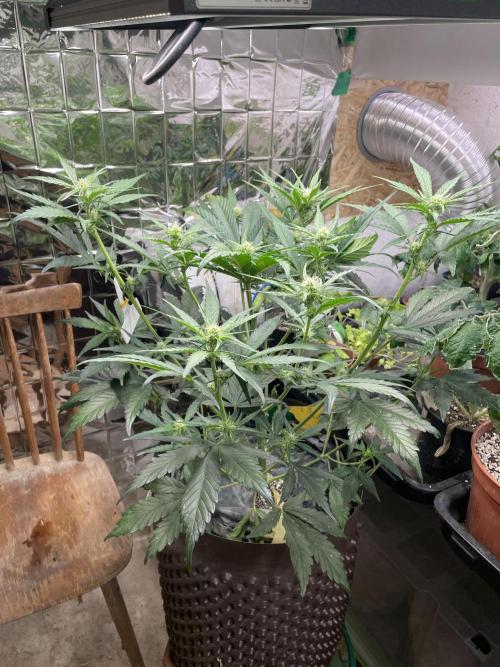 This diary docu.. my new strain creatio. Week 5 - Die Guava Auto tut was sie soll