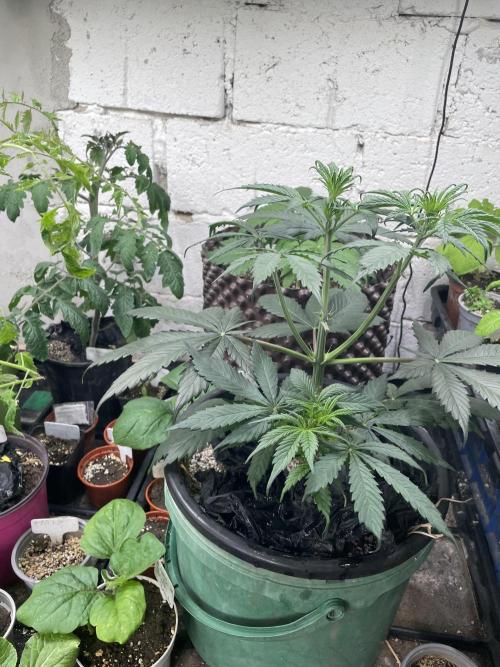 This diary docu.. my new strain creatio. Week 5 - Meine Jack Skywalker D-Bud 2# fängt noch nicht richtig an zu blühen.  