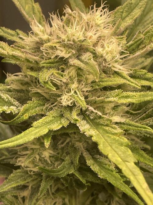 This diary docu.. my new strain creatio. Week 7 - Ein Trost ist die so robust diese Guava Auto 