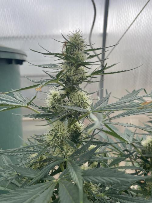 This diary docu.. my new strain creatio. Week 8 - Die Jack Skywalker D-Bud #2 hat sich erholt 
