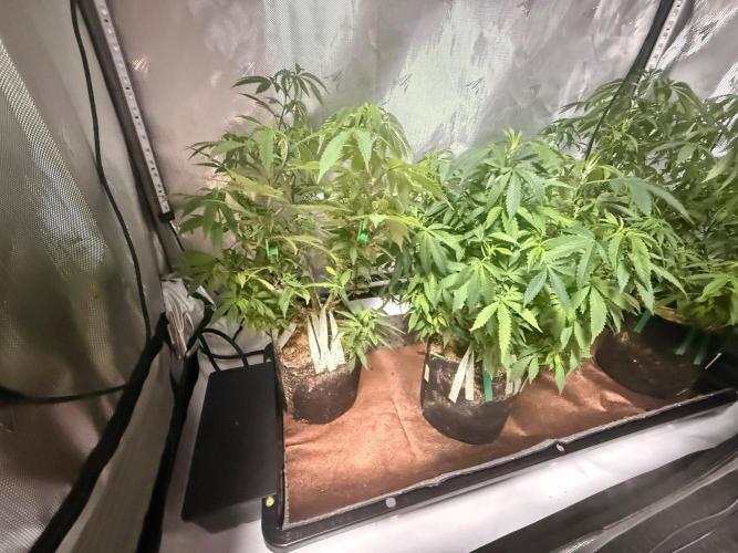 Blueberry Blizzy Run. Week 4 - First time using new autopot tray to grow set up. I have a 55 gallon HDPE res.