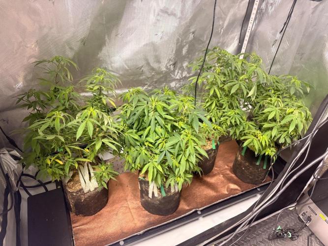 Blueberry Blizzy Run. Week 4 - Had these vegging for a while outside the tent while some autos were finishing 