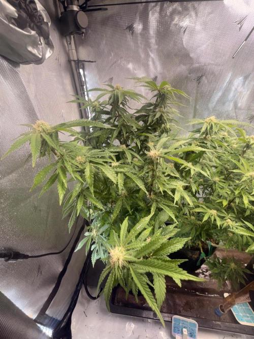 Blueberry Blizzy Run. Week 6
