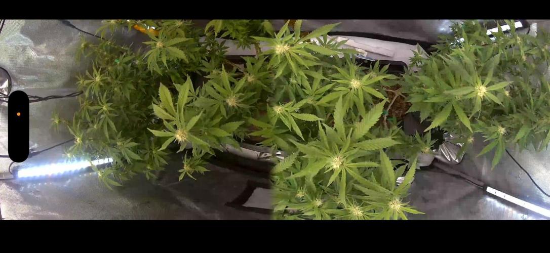 Blueberry Blizzy Run. Week 6