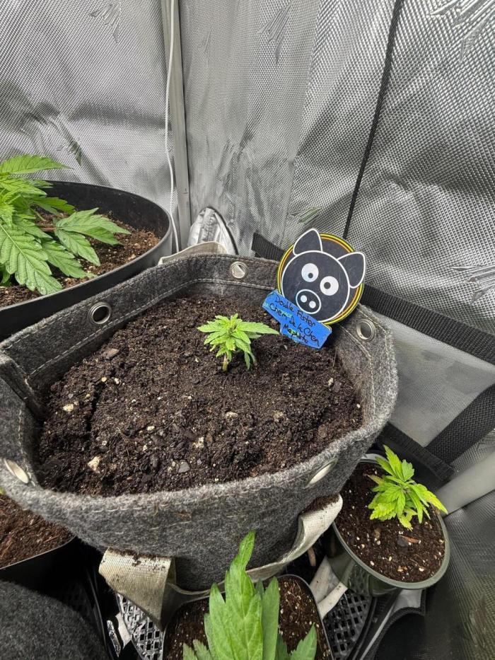 Double Grape x Chem De La Chem. Week 3 - Going back and documenting this one post grow. Came as a seed in a freebie pack.