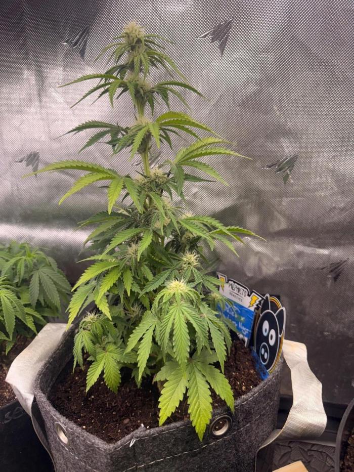Double Grape x Chem De La Chem. Week 5