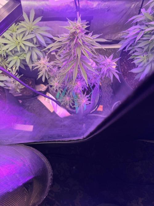 Double Grape x Chem De La Chem. Week 6