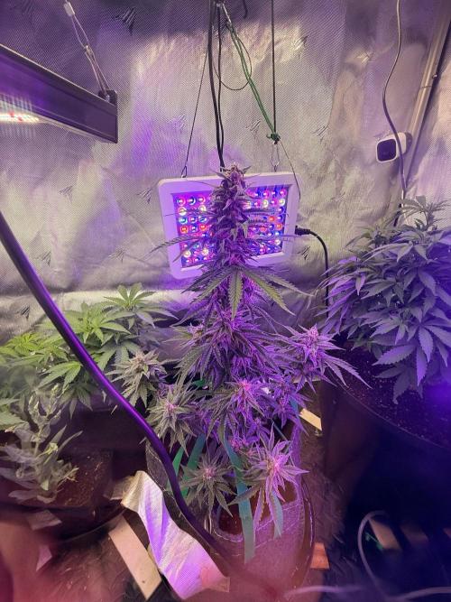 Double Grape x Chem De La Chem. Week 6