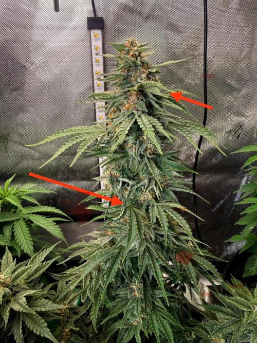 Double Grape x Chem De La Chem. Week 6